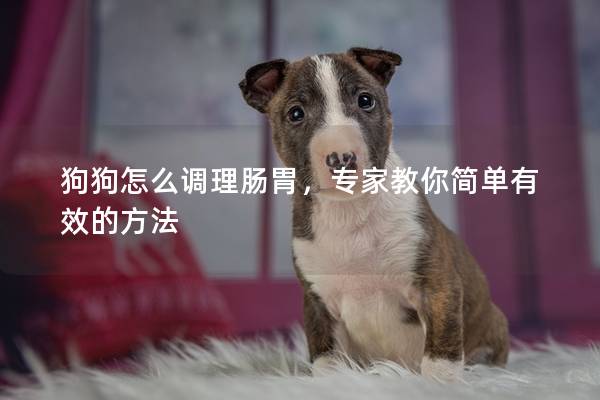 狗狗怎么调理肠胃，专家教你简单有效的方法