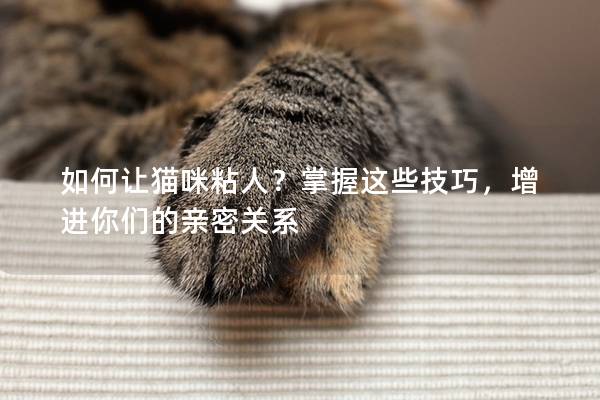 如何让猫咪粘人？掌握这些技巧，增进你们的亲密关系