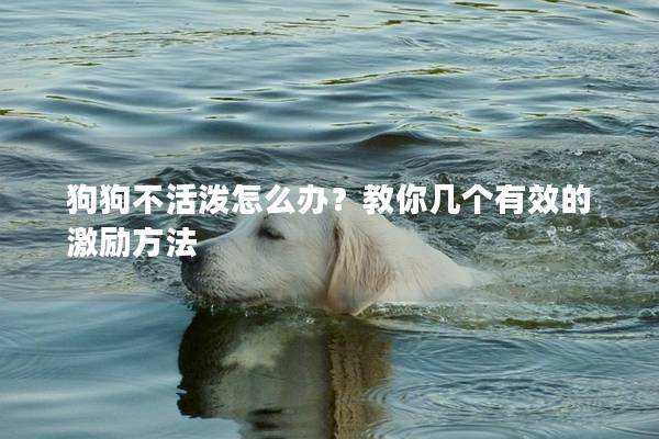 狗狗不活泼怎么办？教你几个有效的激励方法