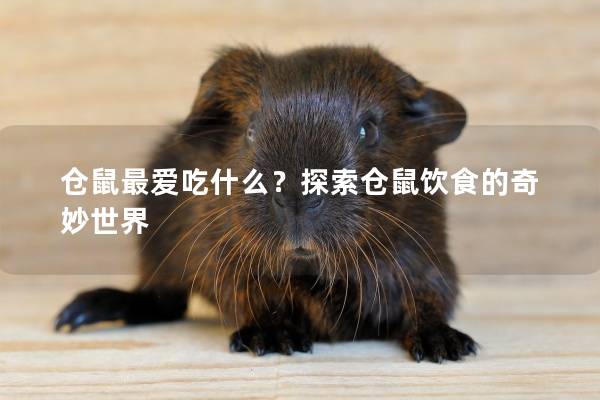 仓鼠最爱吃什么？探索仓鼠饮食的奇妙世界