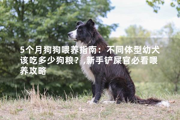5个月狗狗喂养指南：不同体型幼犬该吃多少狗粮？,新手铲屎官必看喂养攻略