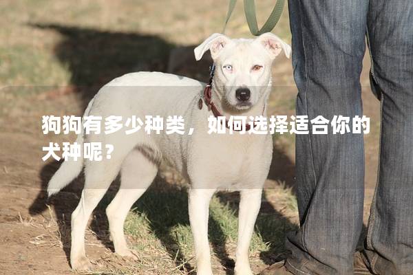 狗狗有多少种类,如何选择适合你的犬种呢? 狗狗有多少种类,如何选择适合你的犬种呢?