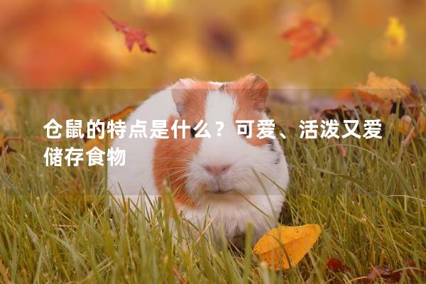 仓鼠的特点是什么？可爱、活泼又爱储存食物