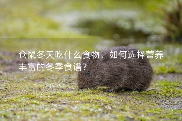 仓鼠冬天吃什么食物，如何选择营养丰富的冬季食谱？