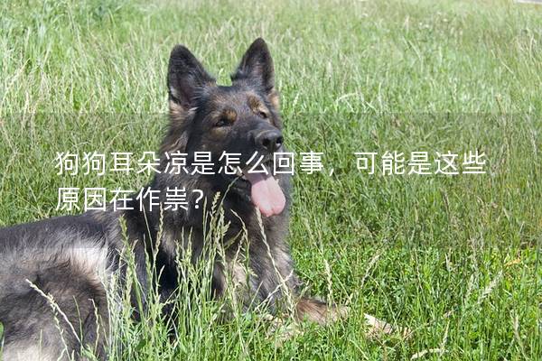 狗狗耳朵凉是怎么回事，可能是这些原因在作祟？