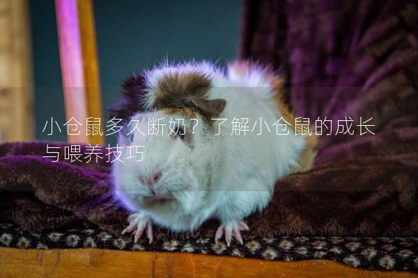 小仓鼠多久断奶？了解小仓鼠的成长与喂养技巧