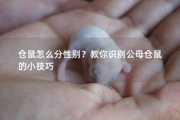 仓鼠怎么分性别？教你识别公母仓鼠的小技巧