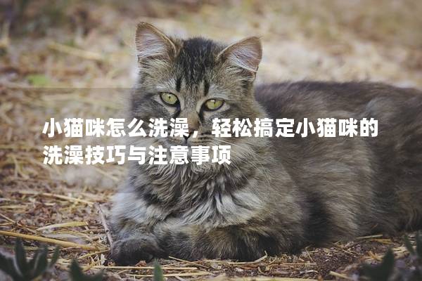 小猫咪怎么洗澡，轻松搞定小猫咪的洗澡技巧与注意事项