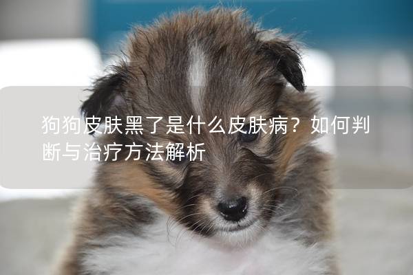 狗狗皮肤黑了是什么皮肤病？如何判断与治疗方法解析