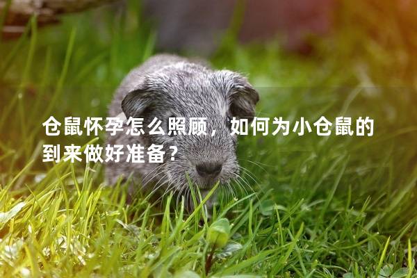 仓鼠怀孕怎么照顾，如何为小仓鼠的到来做好准备？