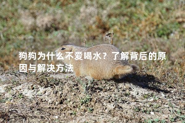 狗狗为什么不爱喝水？了解背后的原因与解决方法
