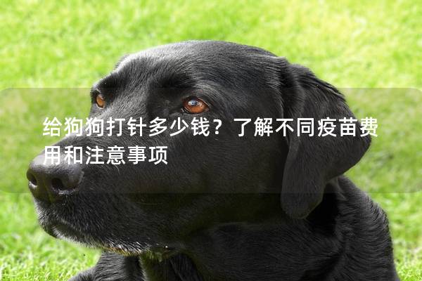 给狗狗打针多少钱?了解不同疫苗费用和注意事项 给狗狗打针多少钱?了解不同疫苗费用和注意事项