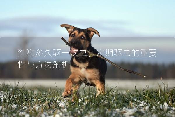 狗狗多久驱一次虫，定期驱虫的重要性与方法解析
