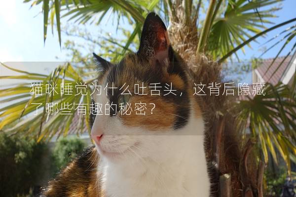 猫咪睡觉为什么吐舌头，这背后隐藏了哪些有趣的秘密？
