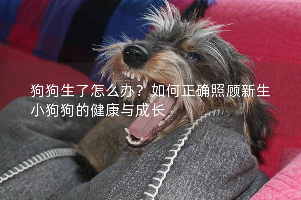 狗狗生了怎么办？如何正确照顾新生小狗狗的健康与成长