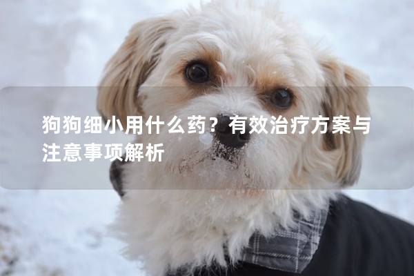 狗狗细小用什么药？有效治疗方案与注意事项解析