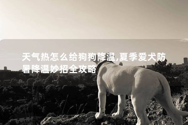 天气热怎么给狗狗降温,夏季爱犬防暑降温妙招全攻略