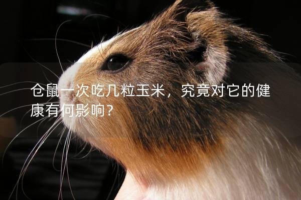 仓鼠一次吃几粒玉米，究竟对它的健康有何影响？