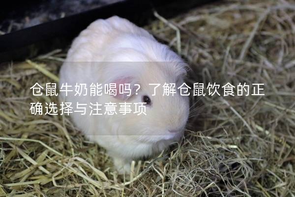 仓鼠牛奶能喝吗？了解仓鼠饮食的正确选择与注意事项