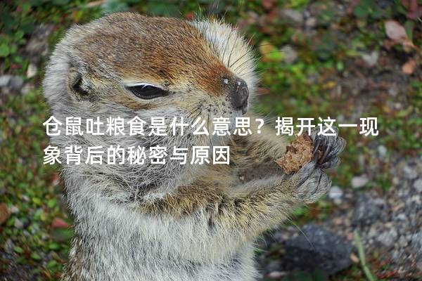 仓鼠吐粮食是什么意思？揭开这一现象背后的秘密与原因