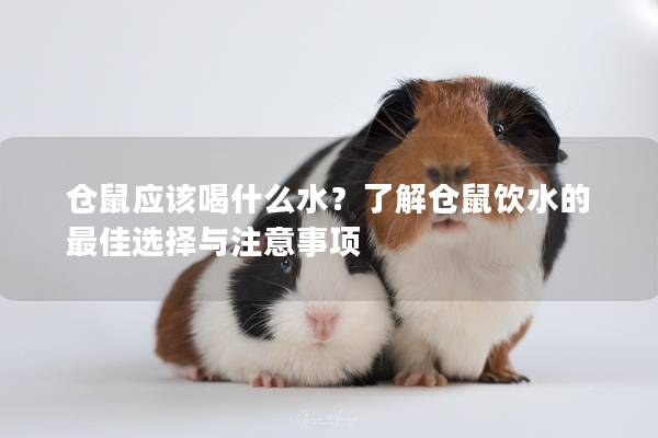 仓鼠应该喝什么水？了解仓鼠饮水的最佳选择与注意事项