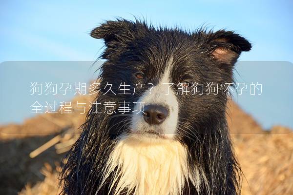 狗狗孕期多久生产?了解狗狗怀孕的全过程与注意事项 狗狗孕期多久生产?了解狗狗怀孕的全过程与注意事项
