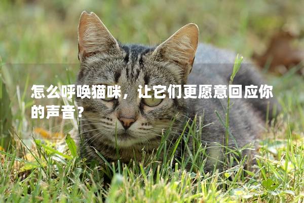 怎么呼唤猫咪，让它们更愿意回应你的声音？