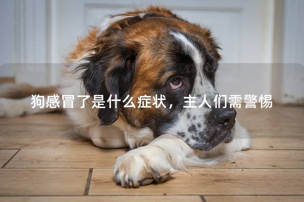 狗感冒了是什么症状,主人们需警惕 狗感冒了是什么症状,主人们需警惕