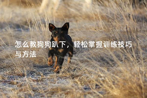 怎么教狗狗趴下,轻松掌握训练技巧与方法 怎么教狗狗趴下,轻松掌握训练技巧与方法
