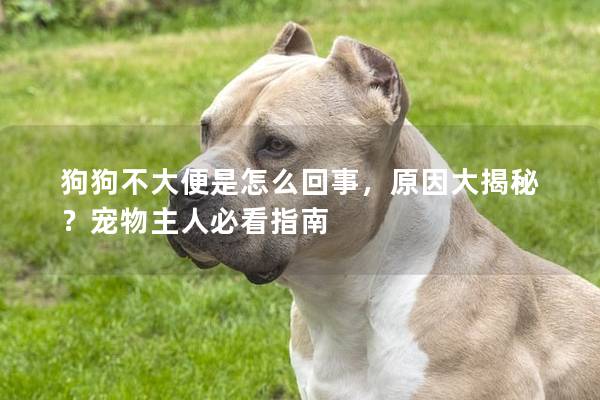狗狗不大便是怎么回事，原因大揭秘？宠物主人必看指南