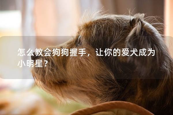 怎么教会狗狗握手，让你的爱犬成为小明星？