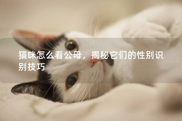 猫咪怎么看公母，揭秘它们的性别识别技巧