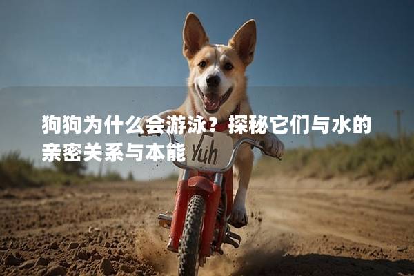 狗狗为什么会游泳?探秘它们与水的亲密关系与本能 狗狗为什么会游泳?探秘它们与水的亲密关系与本能