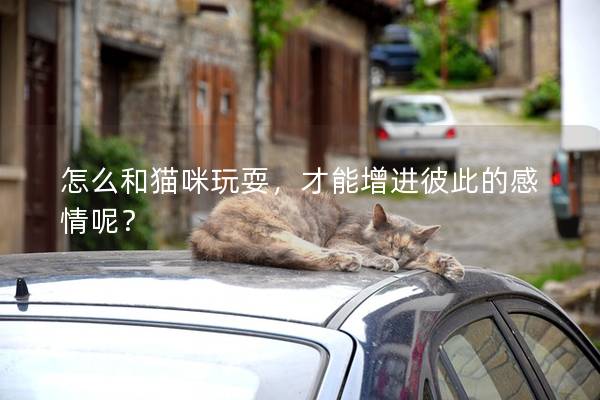 怎么和猫咪玩耍，才能增进彼此的感情呢？