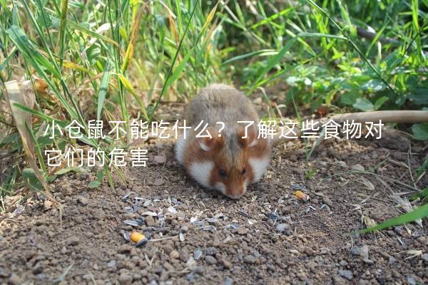 小仓鼠不能吃什么？了解这些食物对它们的危害