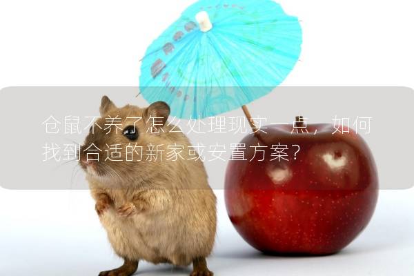 仓鼠不养了怎么处理现实一点，如何找到合适的新家或安置方案？