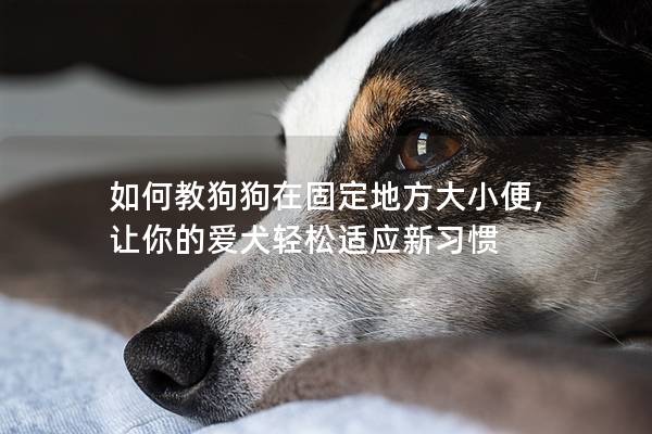 如何教狗狗在固定地方大小便, 让你的爱犬轻松适应新习惯