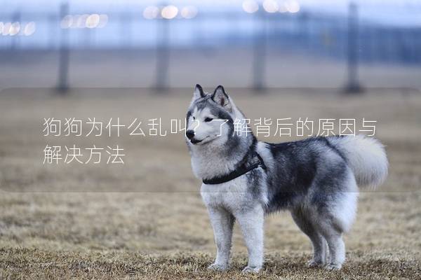 狗狗为什么乱叫？了解背后的原因与解决方法