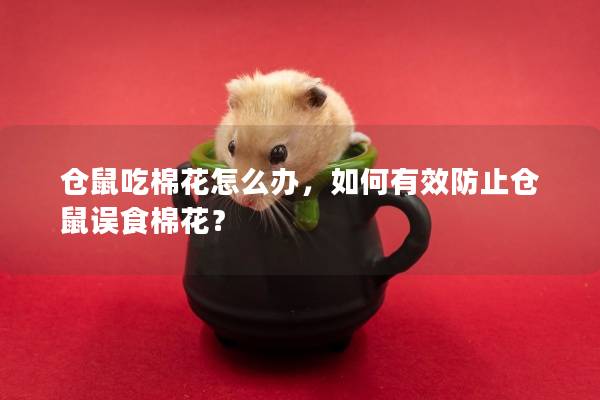 仓鼠吃棉花怎么办，如何有效防止仓鼠误食棉花？