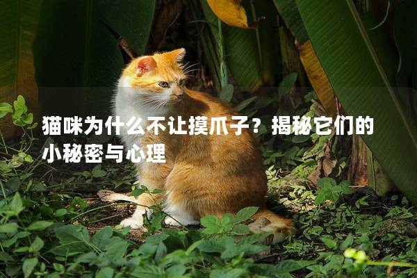 猫咪为什么不让摸爪子？揭秘它们的小秘密与心理