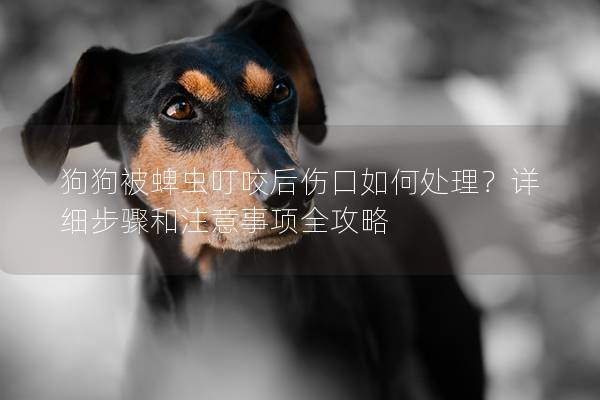 狗狗被蜱虫叮咬后伤口如何处理？详细步骤和注意事项全攻略