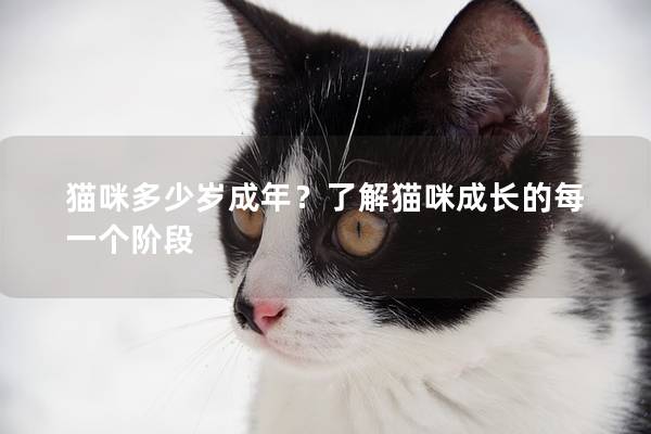 猫咪多少岁成年？了解猫咪成长的每一个阶段