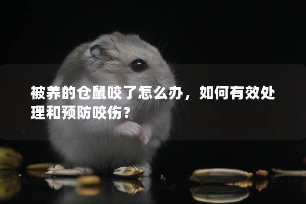 被养的仓鼠咬了怎么办，如何有效处理和预防咬伤？