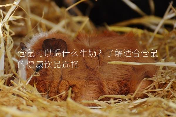 仓鼠可以喝什么牛奶？了解适合仓鼠的健康饮品选择