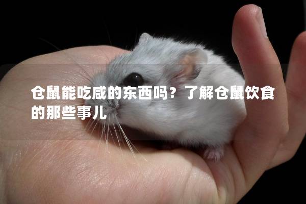 仓鼠能吃咸的东西吗？了解仓鼠饮食的那些事儿