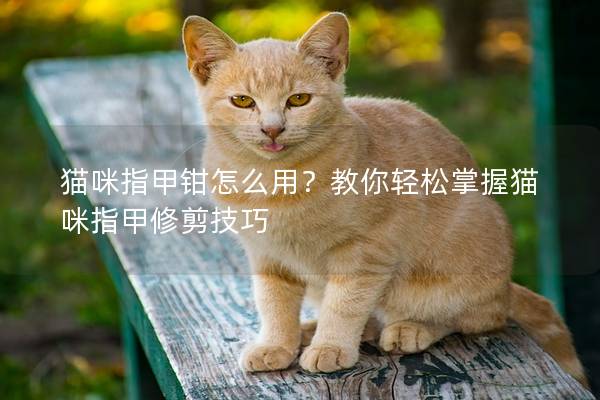 猫咪指甲钳怎么用?教你轻松掌握猫咪指甲修剪技巧 猫咪指甲钳怎么用?教你轻松掌握猫咪指甲修剪技巧