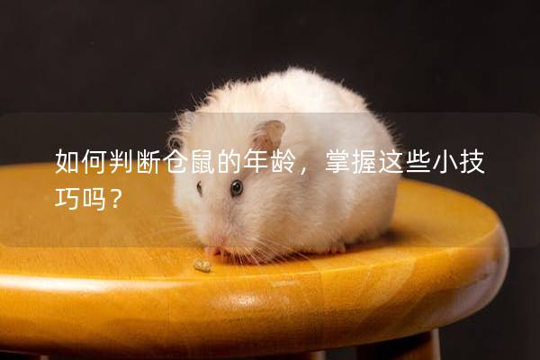 如何判断仓鼠的年龄，掌握这些小技巧吗？