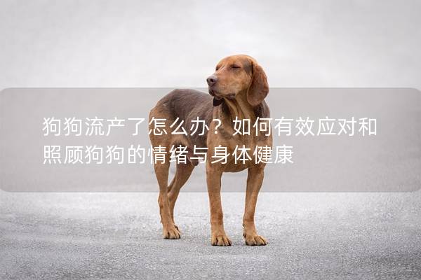 狗狗流产了怎么办？如何有效应对和照顾狗狗的情绪与身体健康