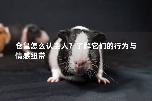仓鼠怎么认主人？了解它们的行为与情感纽带