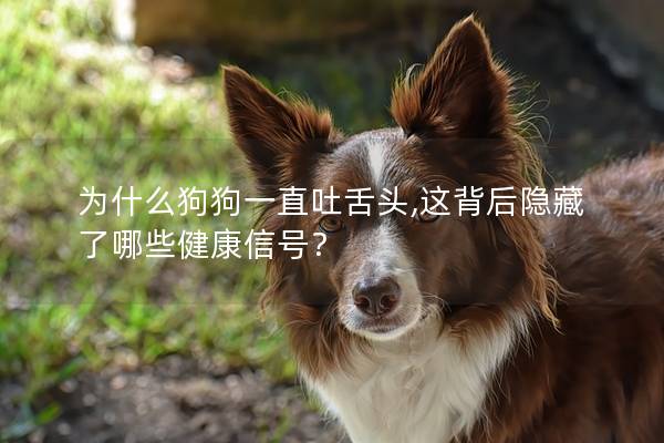 为什么狗狗一直吐舌头,这背后隐藏了哪些健康信号？